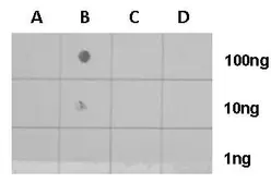 Anti-Histone H4K8ac (acetyl Lys8) antibody used in Dot blot (Dot). GTX128957